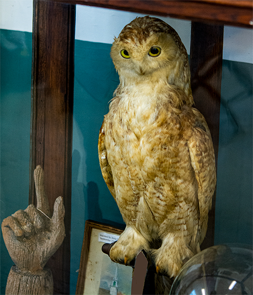 Owl in glass case inside the Smith's Cove Museum.